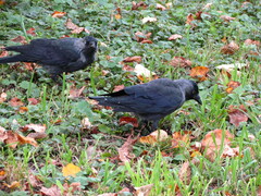 Corvus monedula