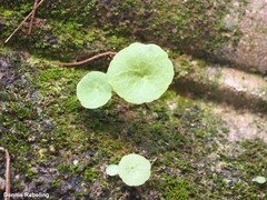 Umbilicus rupestris