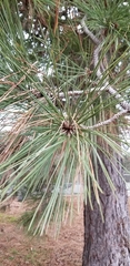 Pinus ponderosa