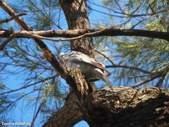 Streptopelia decaocto