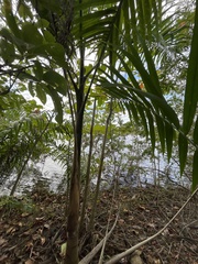 Roystonea borinquena