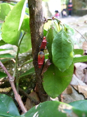 Dindymus sanguineus