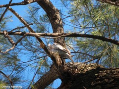 Streptopelia decaocto