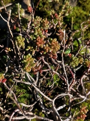 Sedum brevifolium