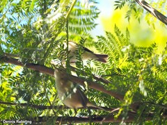 Phylloscopus collybita