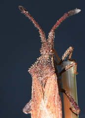 Coriomeris denticulatus
