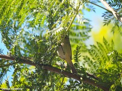 Phylloscopus collybita