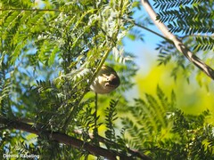 Phylloscopus collybita