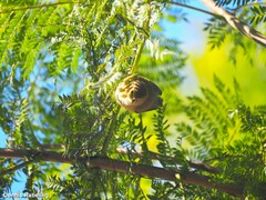 Phylloscopus collybita
