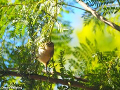 Phylloscopus collybita