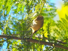 Phylloscopus collybita
