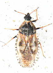 Dictyla echii
