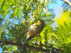 Phylloscopus collybita