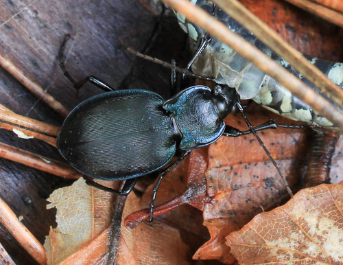 Carabus neumeyeri