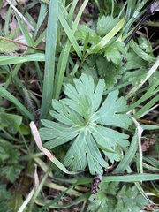 Geranium molle