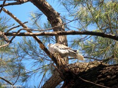 Streptopelia decaocto