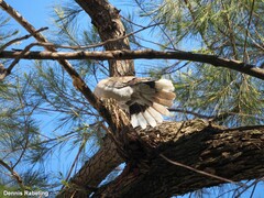 Streptopelia decaocto