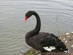 Cygnus atratus