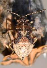 Deraeocoris ventralis
