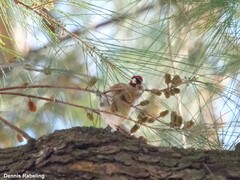 Carduelis carduelis