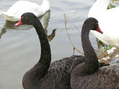Cygnus