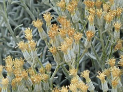 Senecio filaginoides