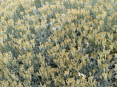 Senecio filaginoides
