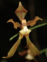 Cyrtochilum