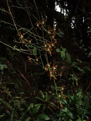Cyrtochilum