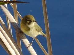 Phylloscopus collybita