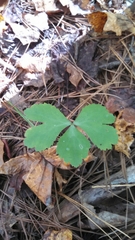 Sanicula smallii