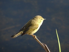 Phylloscopus collybita