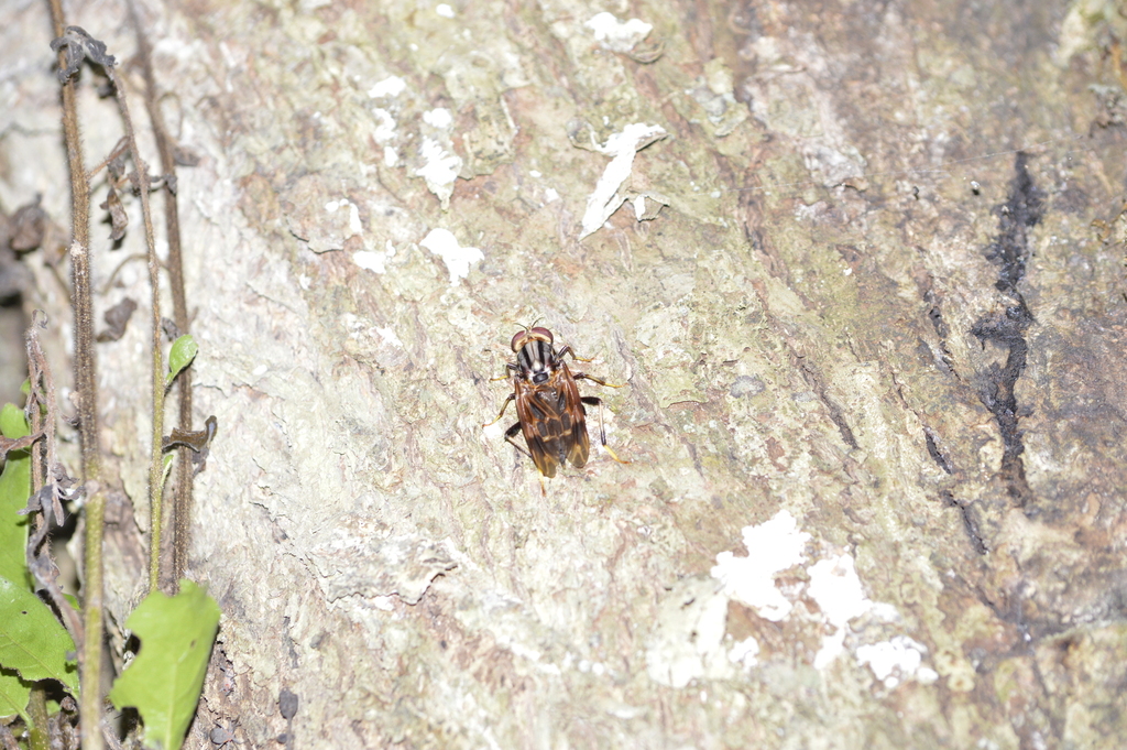Pantophthalmus pictus