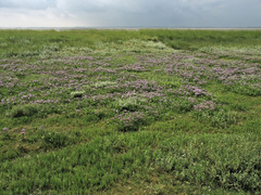 Limonium vulgare
