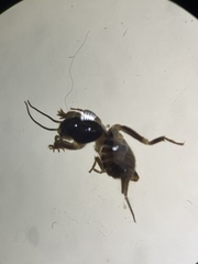 Tridactylidae