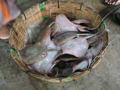 Brevitrygon imbricata