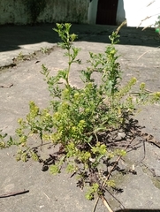 Lepidium bipinnatifidum