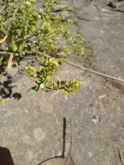 Lepidium bipinnatifidum