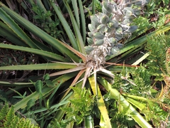 Bromelia antiacantha