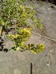 Lepidium bipinnatifidum