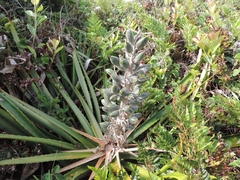Bromelia antiacantha