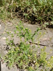 Lepidium bipinnatifidum