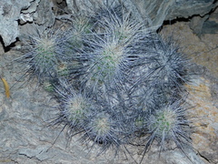 Echinocereus