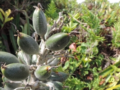 Bromelia antiacantha