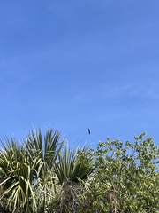 Haliaeetus leucocephalus leucocephalus