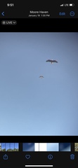 Haliaeetus leucocephalus leucocephalus