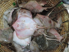 Brevitrygon imbricata