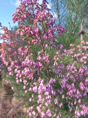 Erica australis