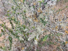 Xylosma flexuosa