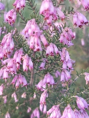 Erica australis